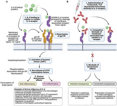 Risk of Reactivation of Hepatitis B Virus (HBV) and Tuberculosis (TB) and Complications of Hepatitis C Virus (HCV) Following Tocilizumab Therapy: A Systematic Review to Inform Risk Assessment in the COVID-19 Era